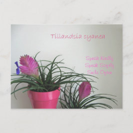 Speak Kindly Pink Quill Briefkaart