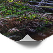 Speaker gevangen in Nipa Palm op het schiereiland  Poster (Hoek)