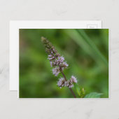 Spearmint Paarse wilde bloemen Briefkaart (Voorkant / Achterkant)