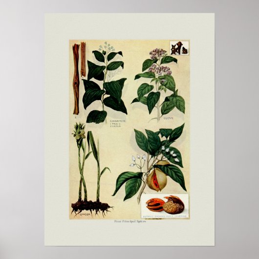 Specerijen Poster (Voorkant)