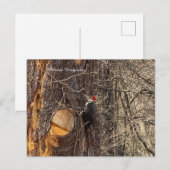 Specht in het Tree Briefkaart (Voorkant / Achterkant)