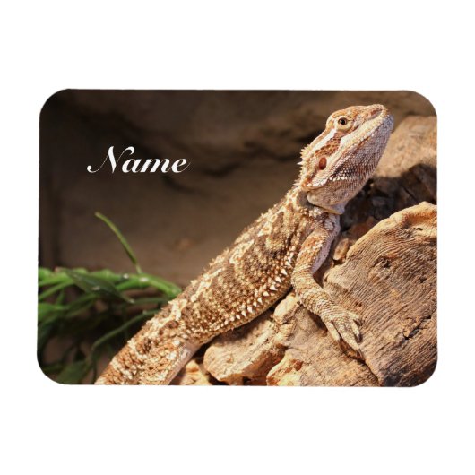 Speciaal Baby gebogen dragon Lizard Magneet (Horizontaal)