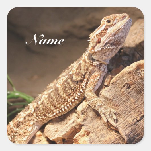 Speciaal Baby gebogen dragon Lizard Vierkante Sticker (Voorkant)