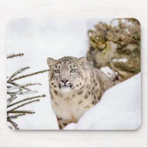 Speciaal op sneeuw gericht wild dier muismat