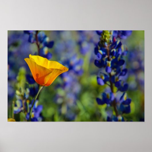 Speciaal Poster (Voorkant)