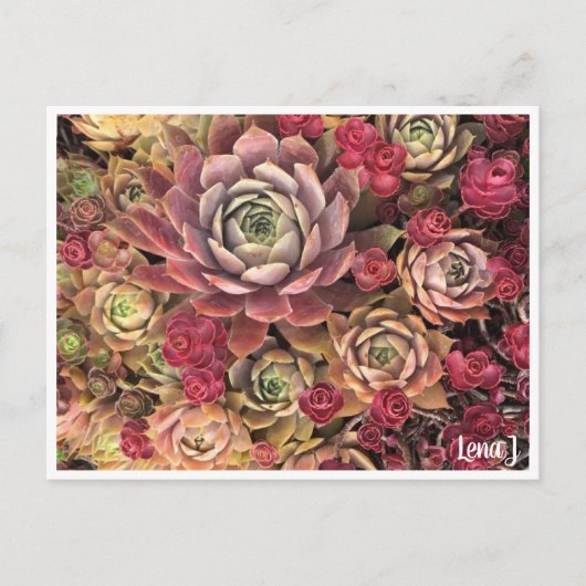 Special Edition Lena J Briefkaart (Voorkant)