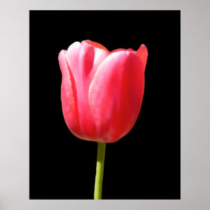 Speciale Enkele Steel Tulp Schildering Poster