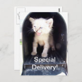 Speciale kat briefkaart (Voorkant / Achterkant)