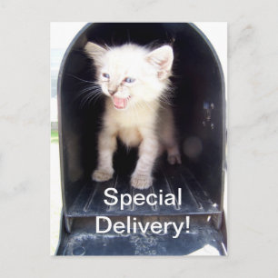 Speciale kat briefkaart