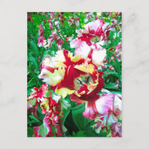 Speciale tulpen - Briefkaart