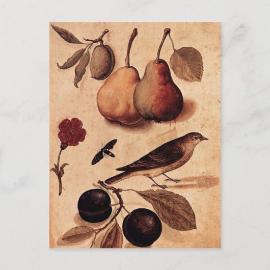 Spécimens de la carte postale Nature (Devant)