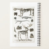 Spécimens de structures osseuses animales 2022 (Dos)