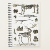 Spécimens de structures osseuses animales 2022 (Devant)