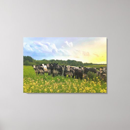 Speckle Park vee onder regendouche, zonsondergang  Canvas Afdruk (Voorkant)