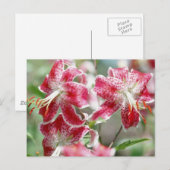 Speckled & Red ! Carte postale (Devant / Derrière)