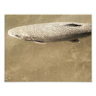 Speckles Foto Afdruk