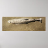 Speckles Poster (Voorkant)