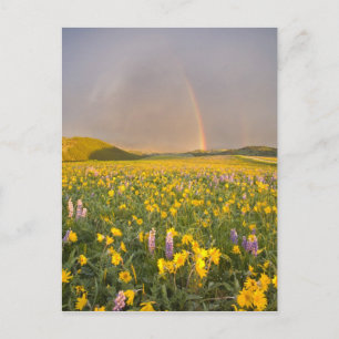 Spectaculair bloemenweiland bij zonsopgang in 2 briefkaart