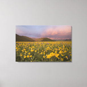 Spectaculair weiland met wilde bloemen bij zonsopg canvas afdruk