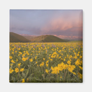 Spectaculair weiland met wilde bloemen bij zonsopg magneet