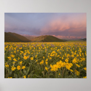 Spectaculair weiland met wilde bloemen bij zonsopg poster