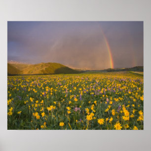 Spectaculair weiland met wilde bloemen bij zonsopg poster