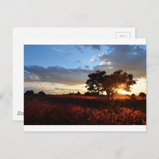 Spectaculaire Afrikaanse zonsondergang Briefkaart (Voorkant / Achterkant)