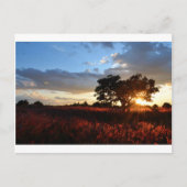 Spectaculaire Afrikaanse zonsondergang Briefkaart (Voorkant)