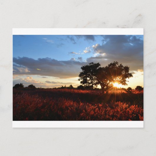 Spectaculaire Afrikaanse zonsondergang Briefkaart (Voorkant)