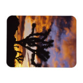 Spectaculaire zon in Joshua Tree National Park Magneet (Horizontaal)