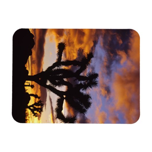 Spectaculaire zon in Joshua Tree National Park Magneet (Horizontaal)