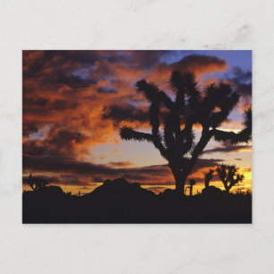 Spectaculaire zonsopgang bij Joshua Tree National Briefkaart