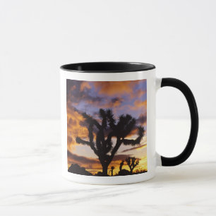 Spectaculaire zonsopgang in Joshua Tree National P Mok