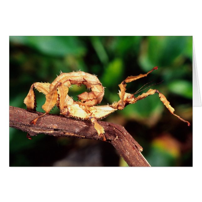 Spectre de Macleay (Phasme épineux), (Devant horizontal)