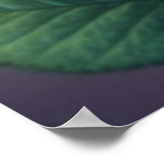 Spectrum Bloom - Vivid Arc-en-ciel Poster Rose (Coin)