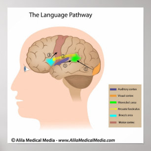 Speech centers van het hersendiagram. poster
