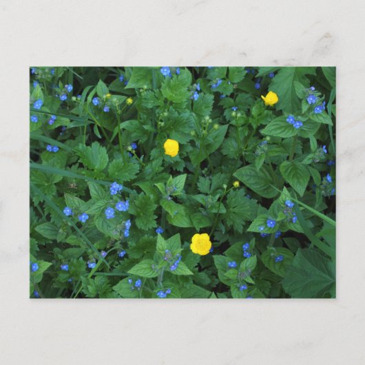 Speedwell en Buttercups Briefkaart (Voorkant)