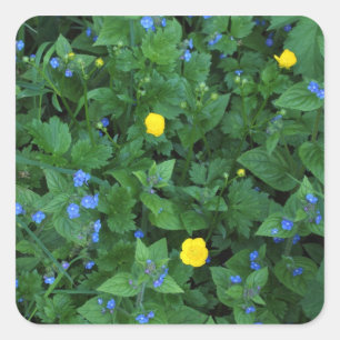 Speedwell en Buttercups Vierkante Sticker