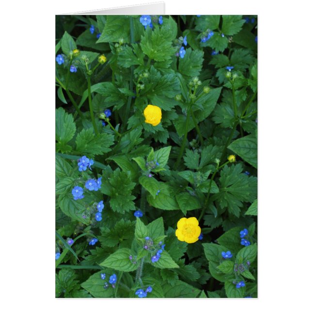 Speedwell et Buttercups (Devant)