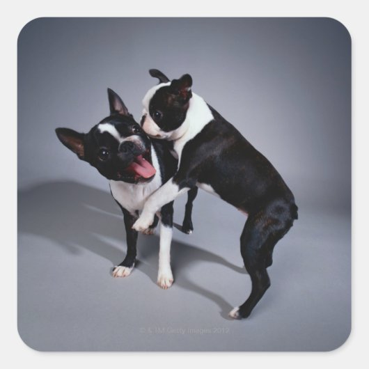 Speelbare Boston Terriers Vierkante Sticker (Voorkant)