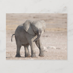 Speelbare jonge olifant briefkaart
