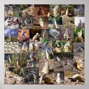 Speelgoed Meerkats Large Photo Collage Poster