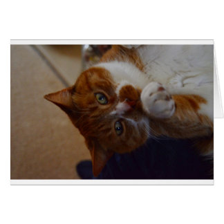 Speelgoed Nutmeg.