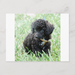 Speelgoed Poodle Puppy Briefkaart