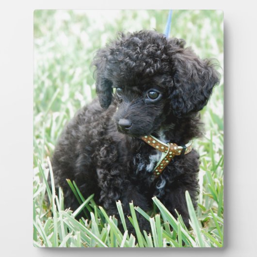 Speelgoed Poodle Puppy Fotoplaat (Voorkant)