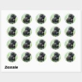 Speelgoed Poodle Puppy Ronde Sticker (Vel)