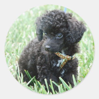 Speelgoed Poodle Puppy Ronde Sticker