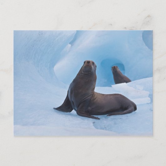 Speelgoed stellair zee leeuwen worstelen op ijsber briefkaart (Voorkant)