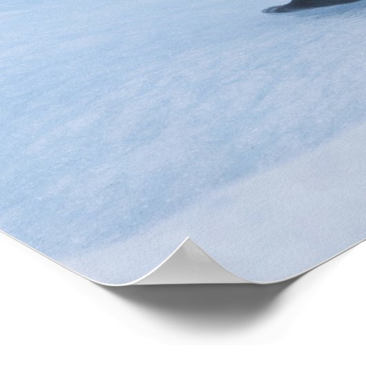 Speelgoed stellair zee leeuwen worstelen op ijsber poster (Hoek)