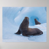 Speelgoed stellair zee leeuwen worstelen op ijsber poster (Voorkant)